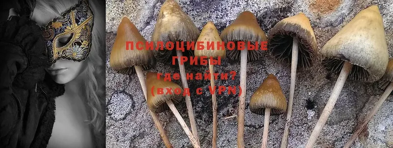 Галлюциногенные грибы Psilocybe  blacksprut как войти  Гай 